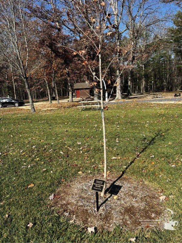 Fall Maple Grove at Highland Retreat