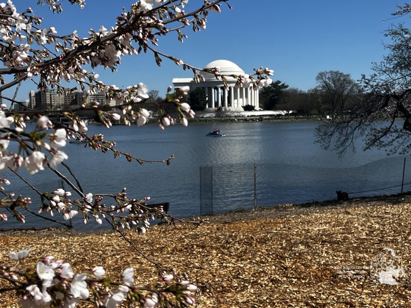 Washington DC Cherry Blossoms 2024