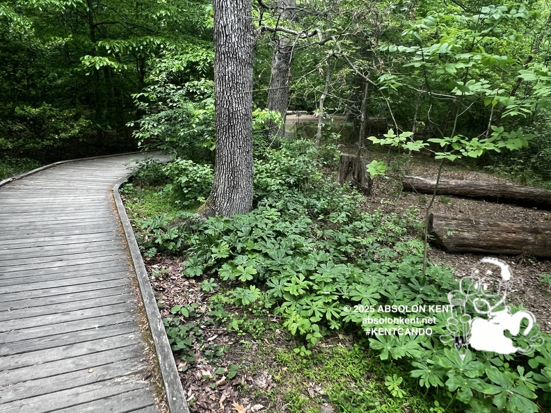 IMG 6596 (976 visits) IMG 6596