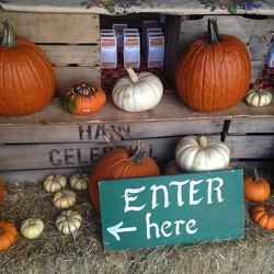 Corn Maze in The Plains (The Plains, Virginia)