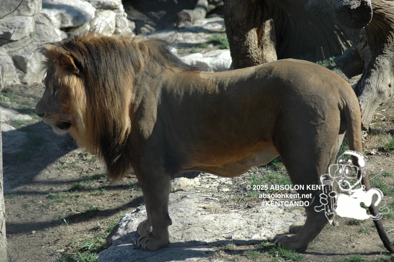 zoo 037
