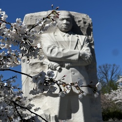 Cherry Blossoms Photowalk (2024)