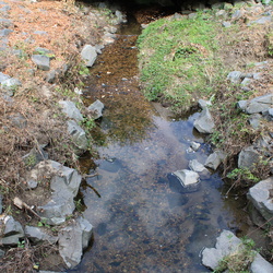 Accotink Creek